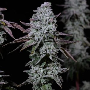 Ethos – Banana Daddy Auto IBL (Feminized) (Autoflower) - Image 2