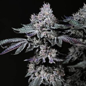 Ethos – Nuggz R1 (Feminized) - Image 2
