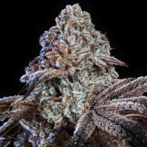 Ethos – Psy-Op R1 (Feminized) - Image 2