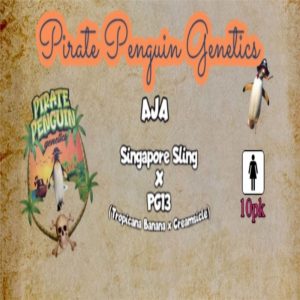 Pirate Penguin Genetics – Aja (Feminized)