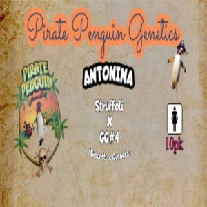 Pirate Penguin Genetics – Antonina (Feminized)