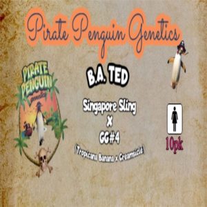 Pirate Penguin Genetics – B.A. Ted (Feminized)