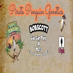 Pirate Penguin Genetics – BobScott (Feminized)
