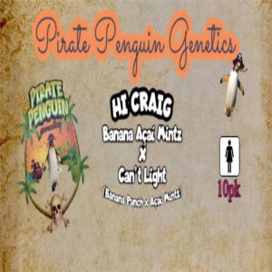 Pirate Penguin Genetics – Hi Craig (Feminized)