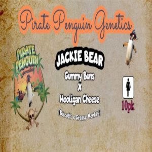 Pirate Penguin Genetics – Jackie Bear (Feminized)