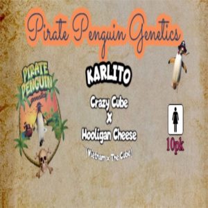 Pirate Penguin Genetics – Karlito (Feminized)
