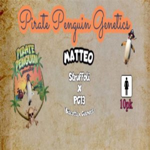 Pirate Penguin Genetics – Matteo (Feminized)