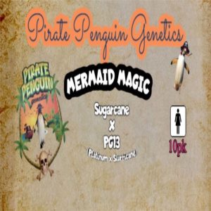 Pirate Penguin Genetics – Mermaid Magic (Feminized)