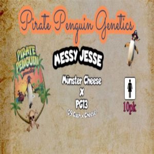 Pirate Penguin Genetics – Messy Jesse (Feminized)