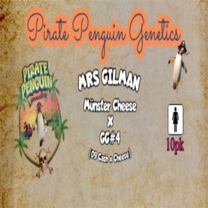 Pirate Penguin Genetics – Mrs Gilman (Feminized)