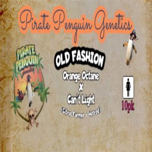Pirate Penguin Genetics – Old Fashion (Feminized)