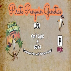 Pirate Penguin Genetics – RG1 (Feminized)
