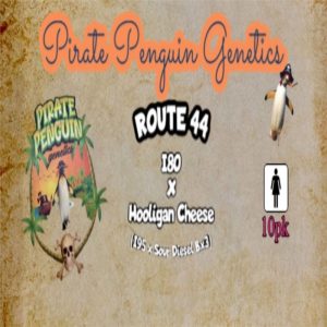 Pirate Penguin Genetics – Route 44 (Feminized)