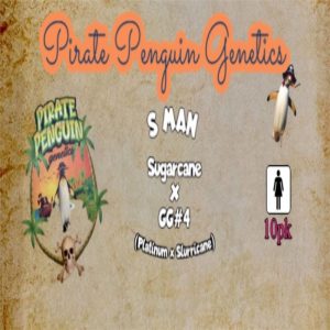 Pirate Penguin Genetics – S Man (Feminized)