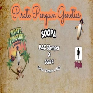 Pirate Penguin Genetics – Soopa (Feminized)