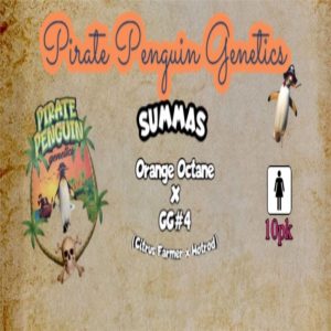 Pirate Penguin Genetics – Summas (Feminized)