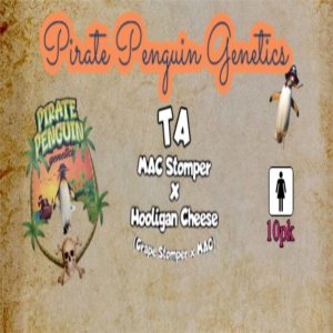 Pirate Penguin Genetics – T A (Feminized)