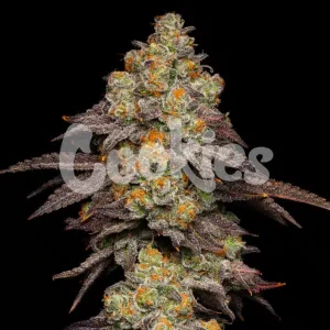 Cookies – Big Z (Feminized) - Image 2