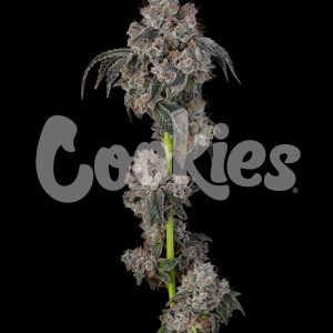 Cookies – Blueberry Cherries (Feminized) - Image 2