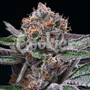 Cookies – Candy Candy (Feminized) - Image 2