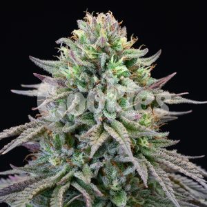 Cookies – Cherry Cooks (Feminized) - Image 2