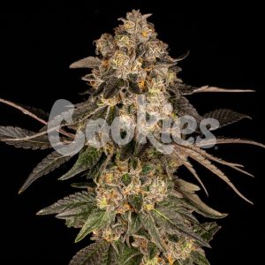 Cookies – Cherry Fritter (Feminized) - Image 2