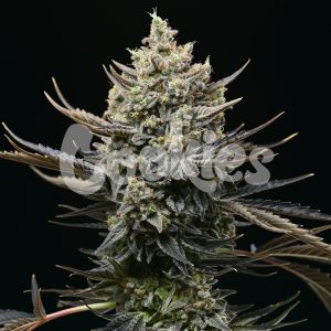 Cookies – Corn Syrup (Feminized) - Image 2