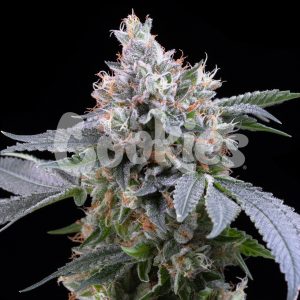 Cookies – Dirty Diana (Feminized) - Image 2