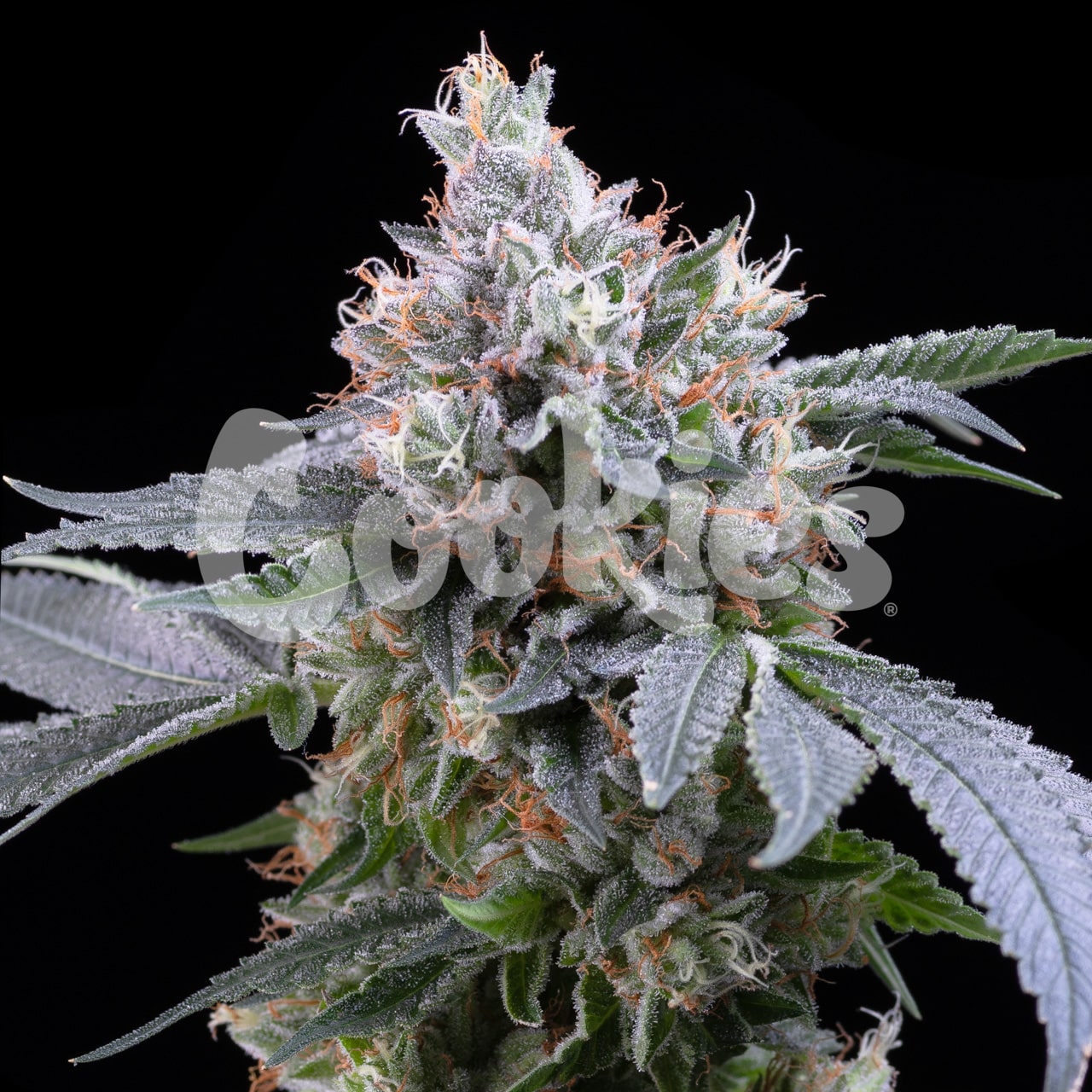 Cookies – Dirty Diana (Feminized) - Image 2