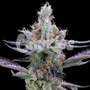 Cookies – Dirty Money (Feminized) - Image 2