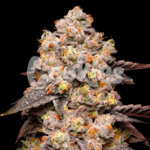 Cookies – Dried Fruit (Feminized) - Image 2