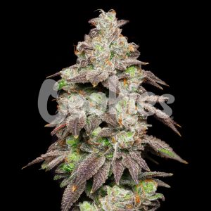 Cookies – Fried Banana (Feminized) - Image 2