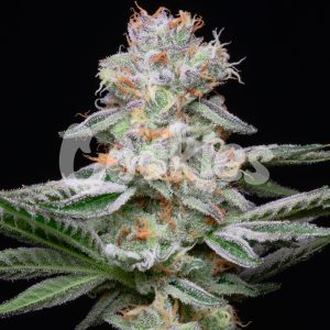 Cookies – Grapefruitz (Feminized) - Image 2
