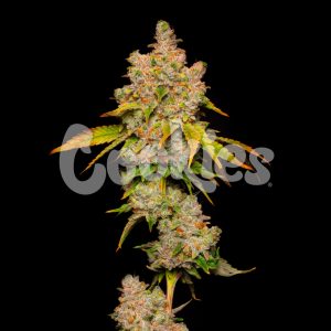 Cookies – Lemon Cherry Sherb (Feminized) - Image 2