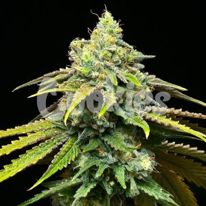 Cookies – Motor City (Feminized) - Image 2
