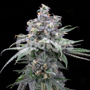 Cookies – Pie Piss (Feminized) - Image 2