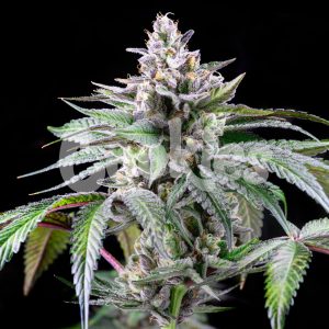 Cookies – Sunsetz (Feminized) - Image 2