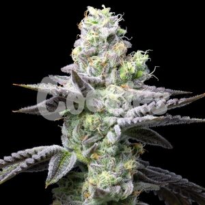 Cookies – Wet Wet (Feminized) - Image 2