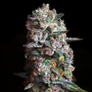 Elev8 Seeds – Pink Slurpee (Feminized) - Image 2