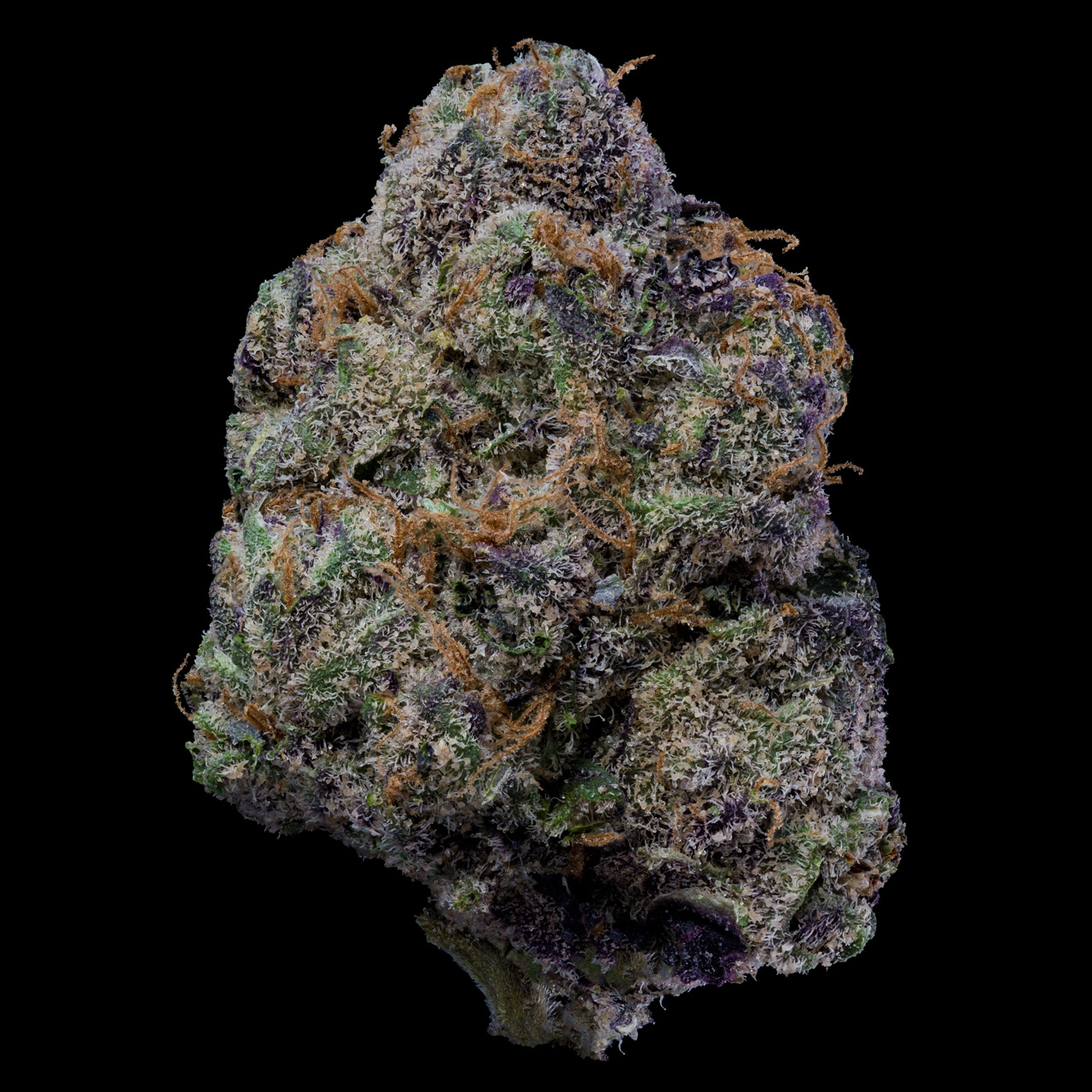 Lemonnade – The Wolf (Feminized) - Image 2