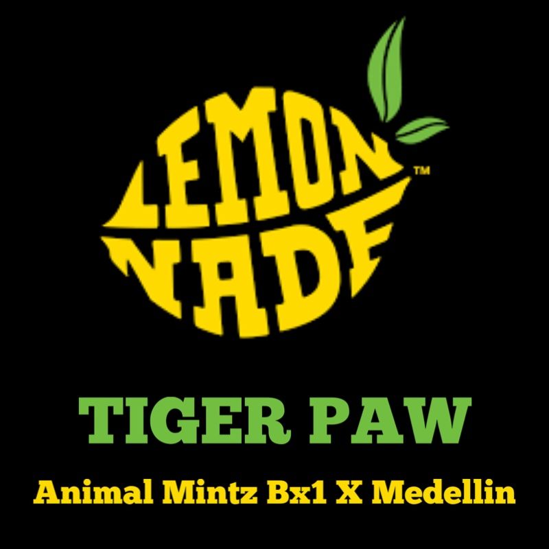 Lemonnade – Tiger Paw (Feminized)