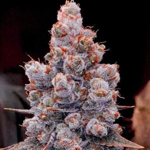 Ethos – Banana Jealousy Auto Rf3 (Feminized) (Autoflower) - Image 2
