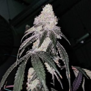 Ethos – Battle Axe R1 (Feminized) - Image 2