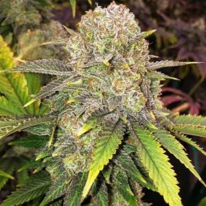 Ethos – Master Kush RBx (Feminized) - Image 2
