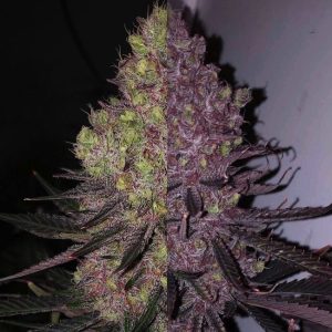 Ethos – Trop Cherry Duet (Feminized) - Image 2
