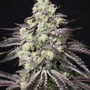 Lovin In Her Eyes – Blueberry Fudge (Feminized) - Image 2