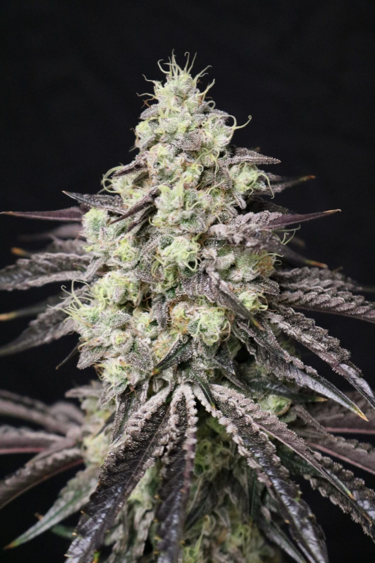 Lovin In Her Eyes – Blueberry Fudge (Feminized) - Image 2