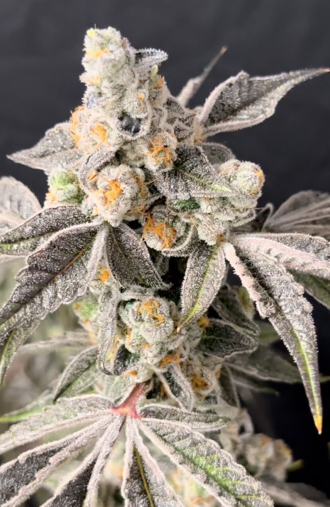 Lovin In Her Eyes – Blueberry Fudge (Feminized) - Image 3