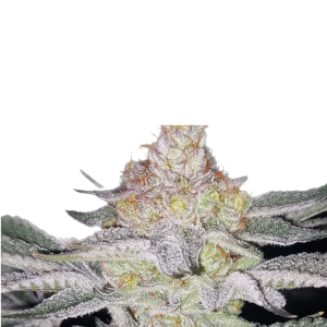 Black Leaf Genetics – Black Mud (Feminized) - Image 2