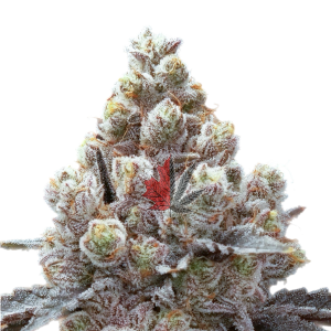 Black Leaf Genetics – Frozen Mud (Feminized) - Image 2